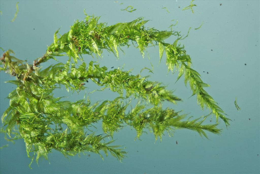 Pseudotaxiphyllum elegans (door Jan Kersten)