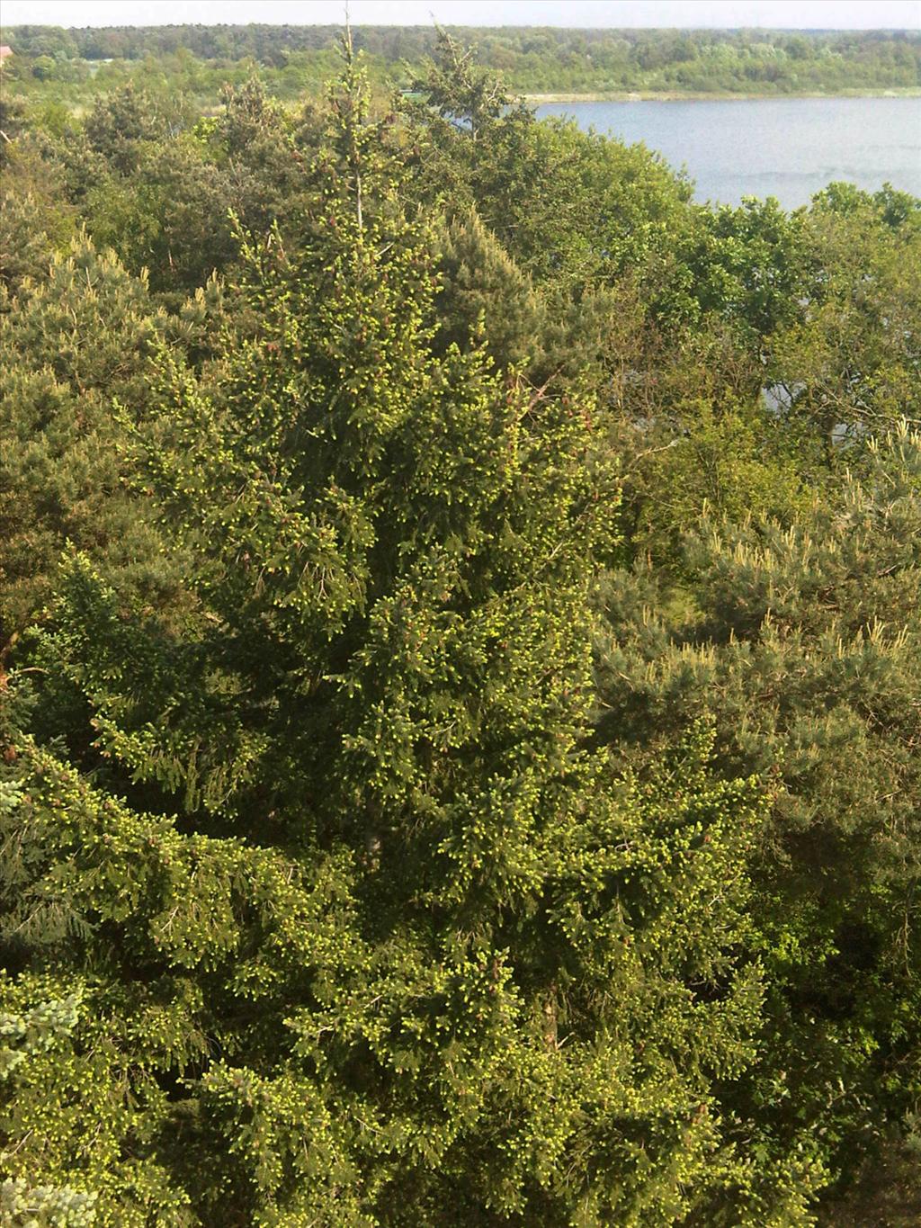 Pseudotsuga menziesii (door Bas Kers)