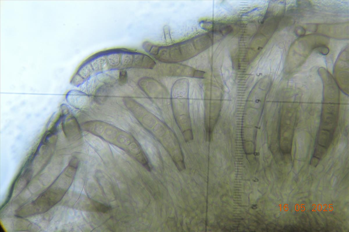 Pseudovalsa longipes (door Eduard Osieck)
