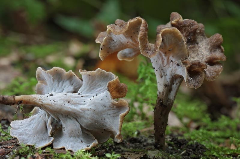 Pseudocraterellus undulatus (door Gerben Winkel)