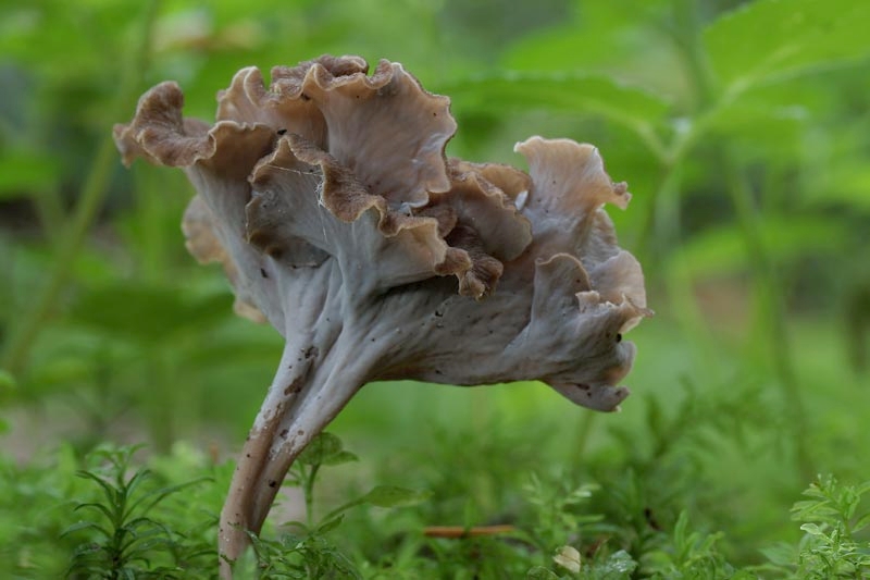 Pseudocraterellus undulatus (door Gerben Winkel)