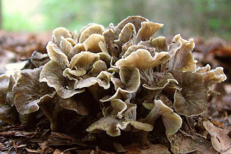 Pseudocraterellus undulatus (door Marian Jagers)