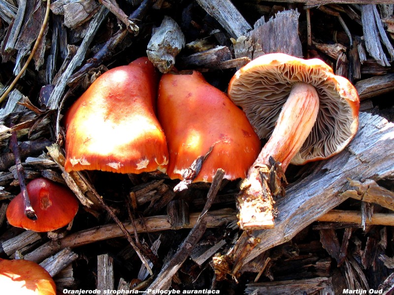 Leratiomyces ceres (door Martijn Oud)