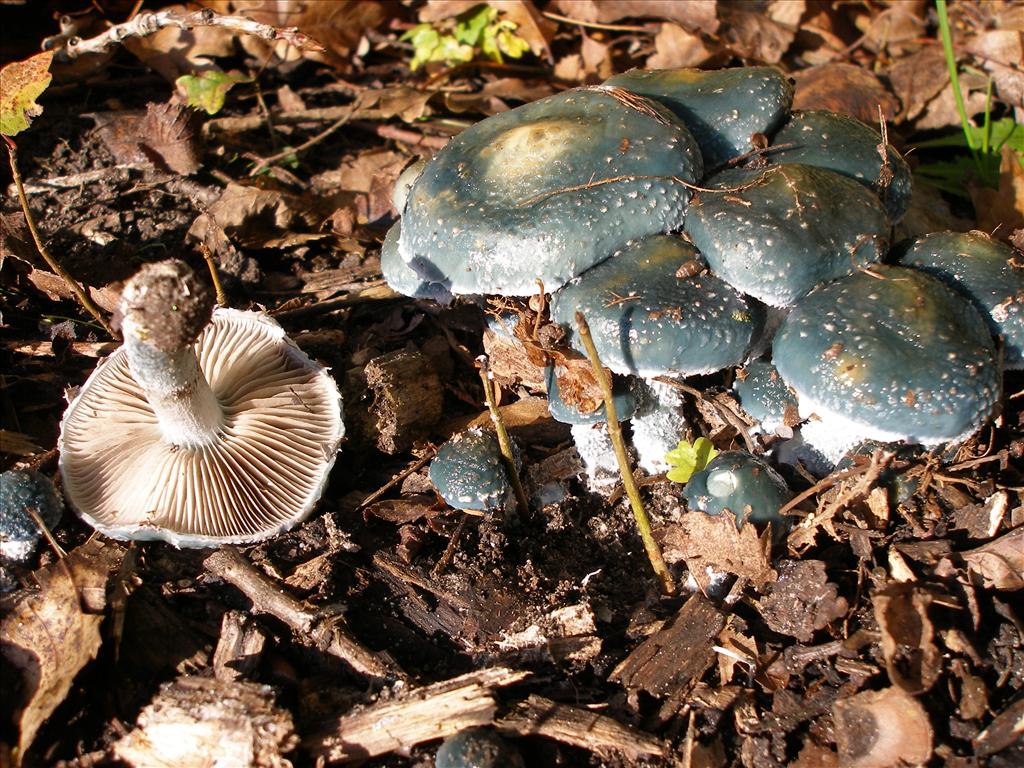 Stropharia caerulea (door Piet Bremer )