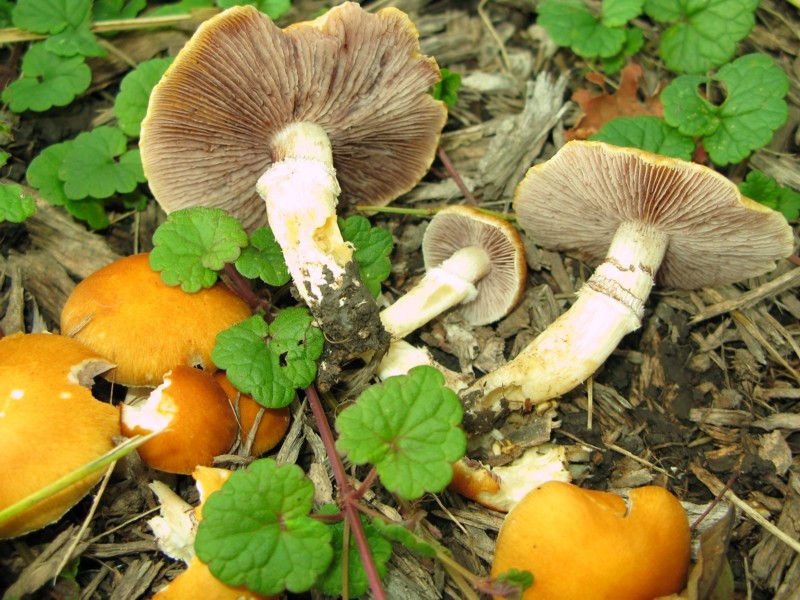 Stropharia coronilla (door Martijn Oud)