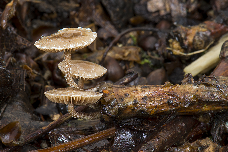 Deconica crobula (door Nico Dam)