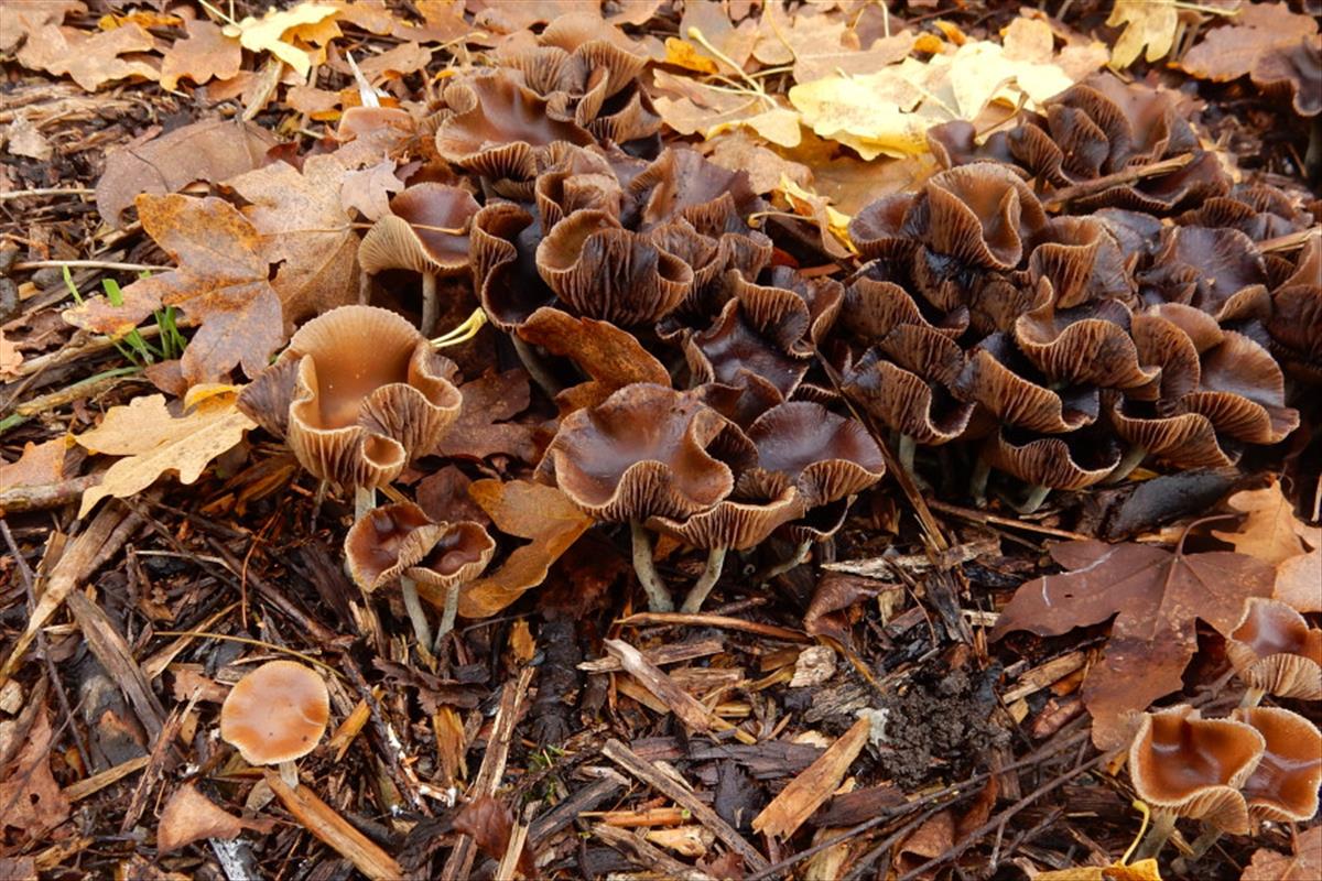 Psilocybe cyanescens (door Emma van den Dool)