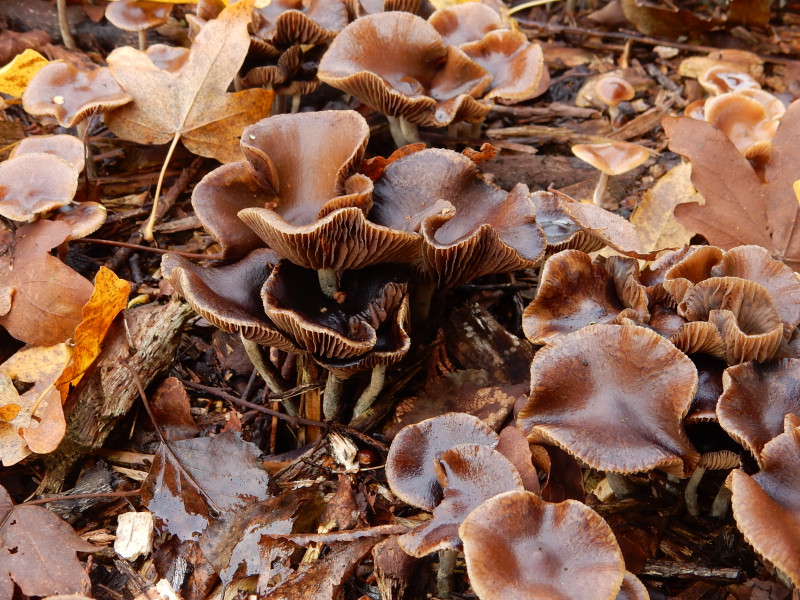 Psilocybe cyanescens (door Emma van den Dool)