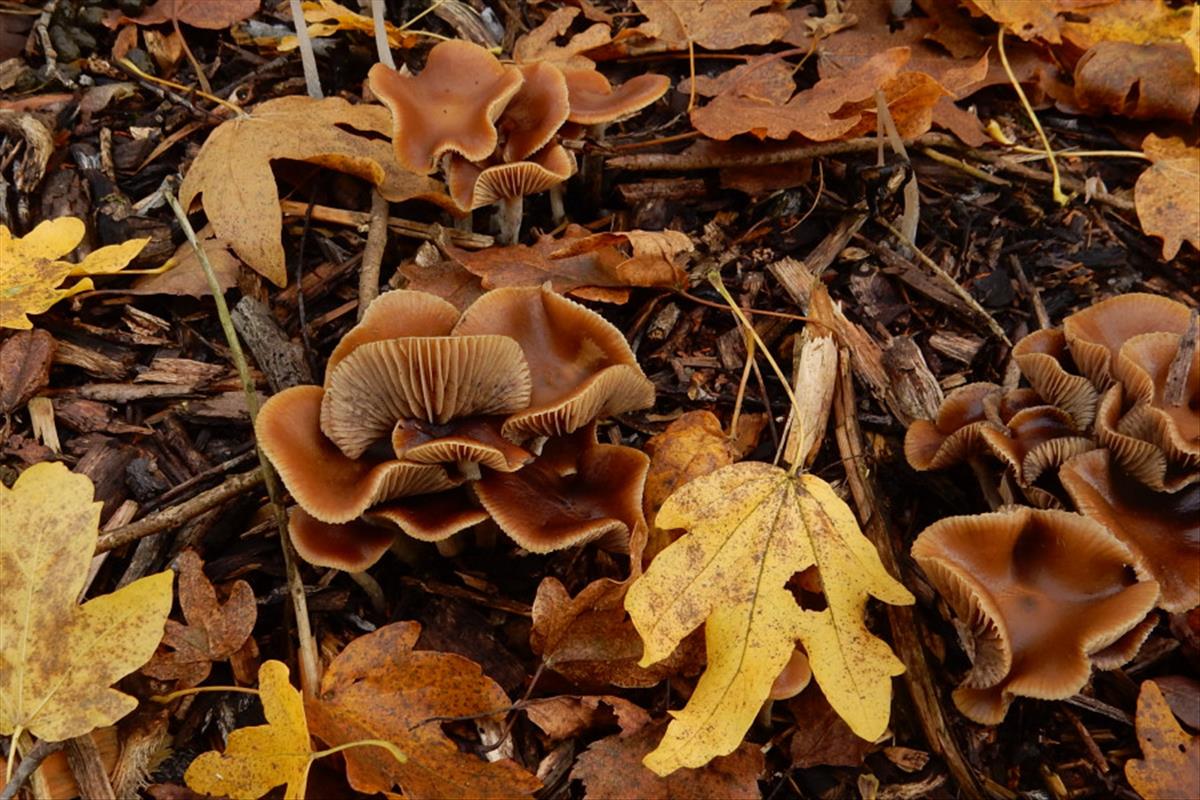 Psilocybe cyanescens (door Emma van den Dool)