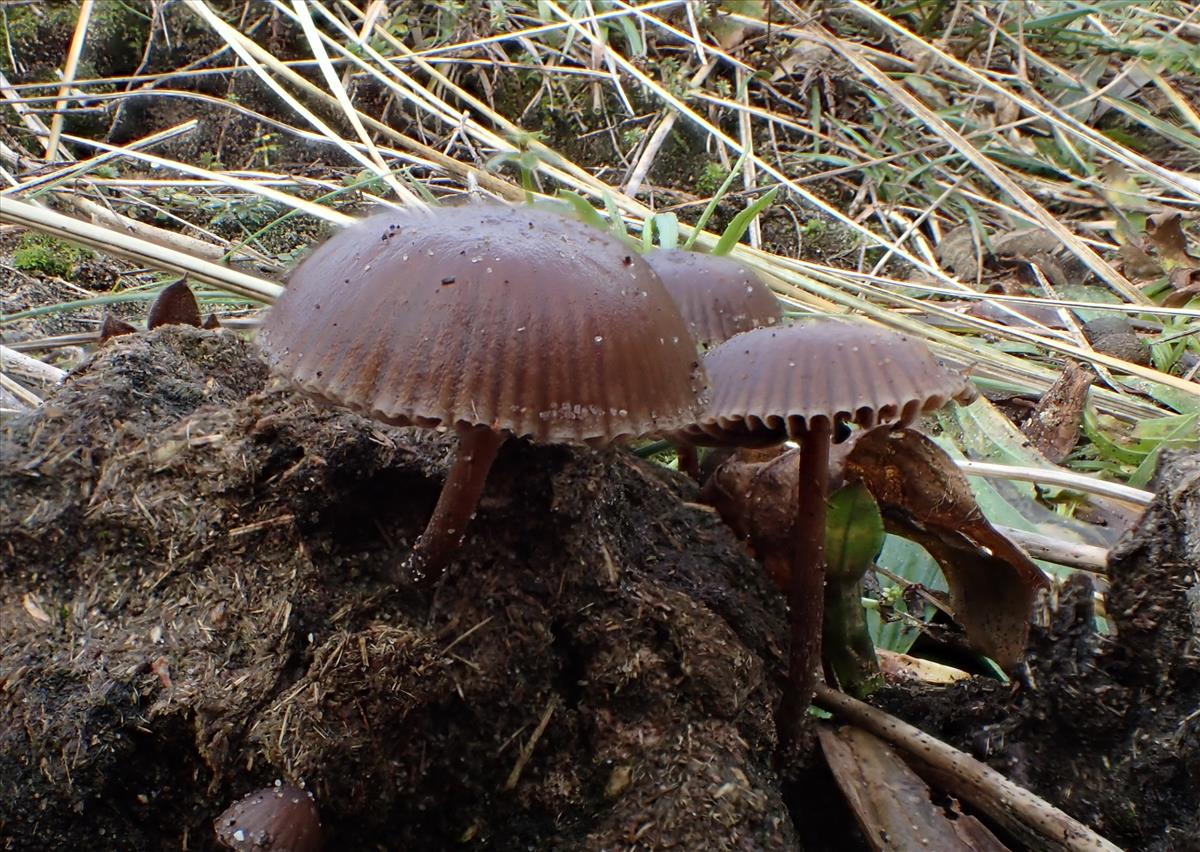 Psilocybe liniformans (door Leo Jalink)