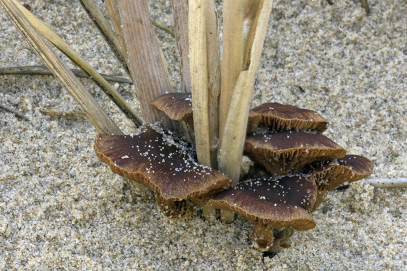 Deconica micropora (door Menno Boomsluiter)