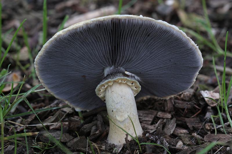 Stropharia rugosoannulata (door Menno Boomsluiter)