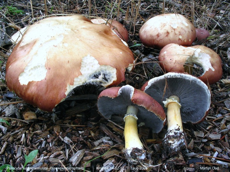 Stropharia rugosoannulata (door Martijn Oud)