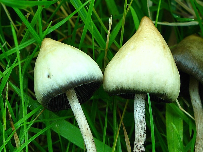 Psilocybe semilanceata (door Martijn Oud)