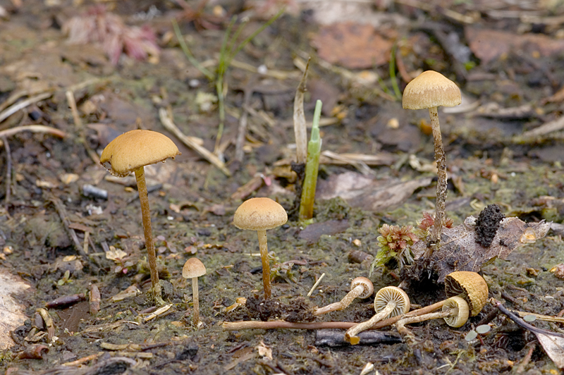 Hypholoma udum (door Nico Dam)