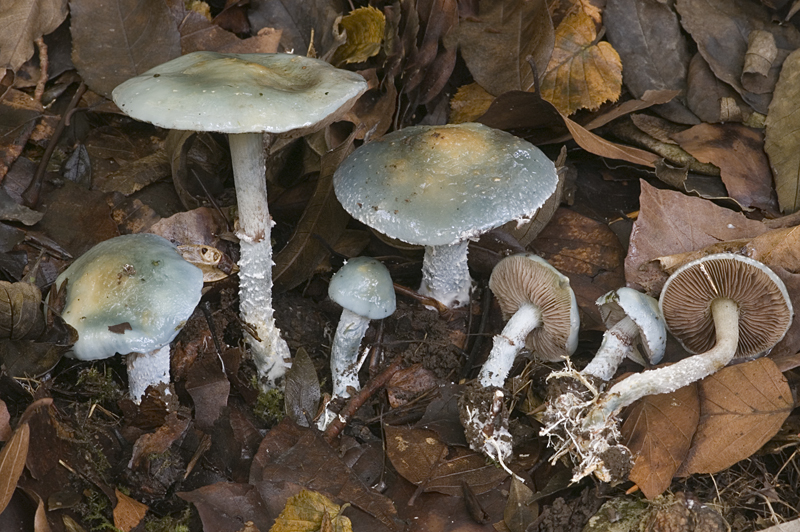 Stropharia caerulea (door Nico Dam)