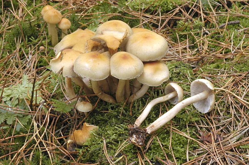 Hypholoma capnoides (door Nico Dam)