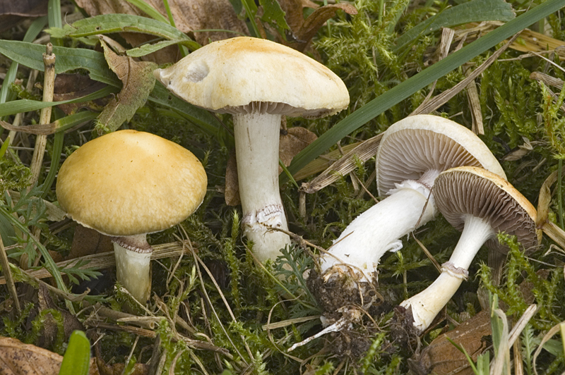 Stropharia coronilla (door Nico Dam)