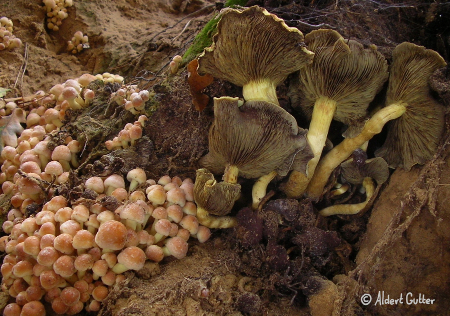 Hypholoma fasciculare (door Aldert Gutter)