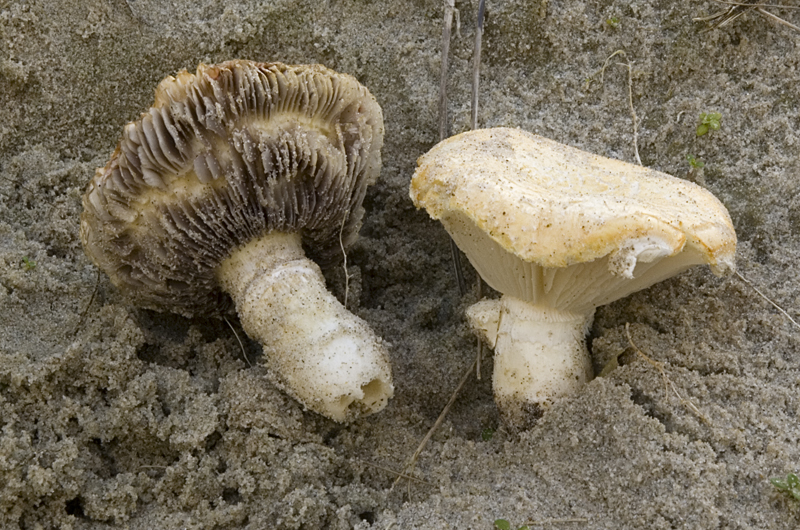 Stropharia halophila (door Nico Dam)