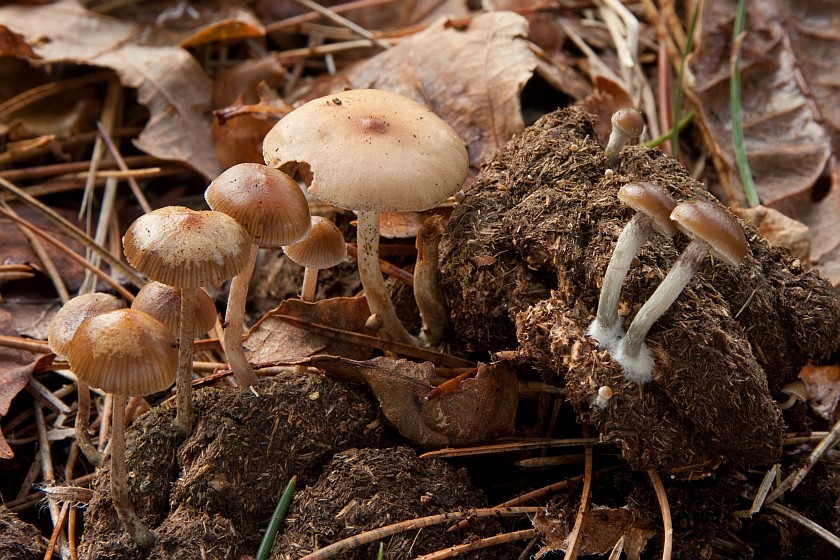 Psilocybe liniformans (door Aldert Gutter)