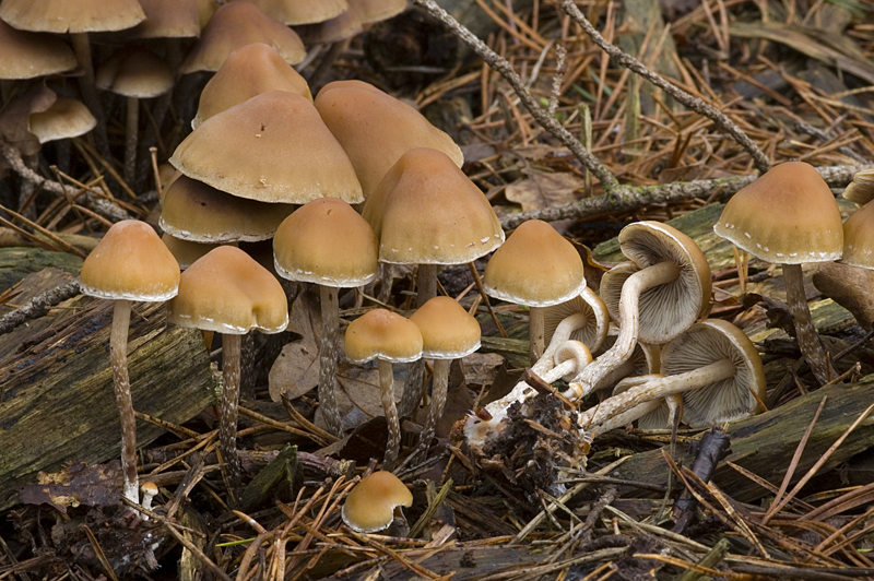 Hypholoma dispersum (door Nico Dam)