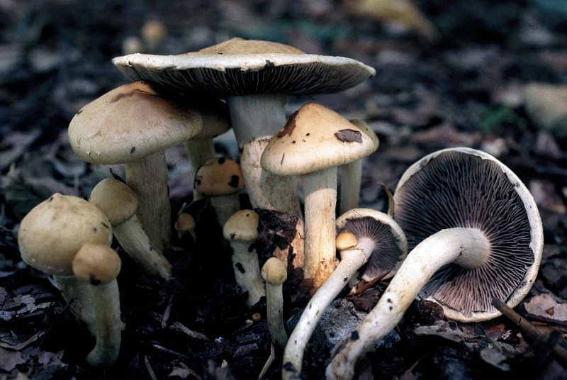 Leratiomyces percevalii (door Lenie Bakker)