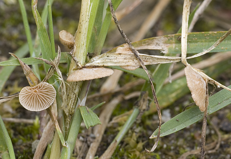 Deconica philipsii (door Nico Dam)