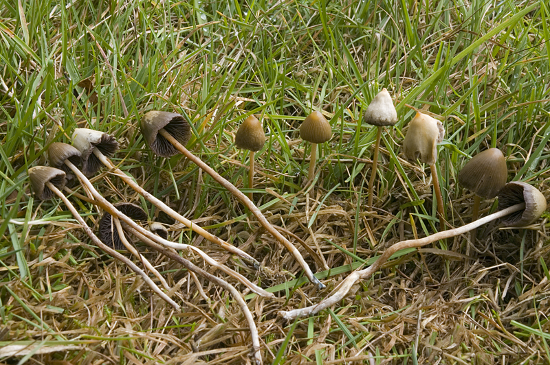 Psilocybe semilanceata (door Nico Dam)