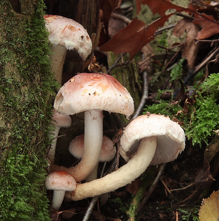 Hypholoma lateritium (door Aldert Gutter)