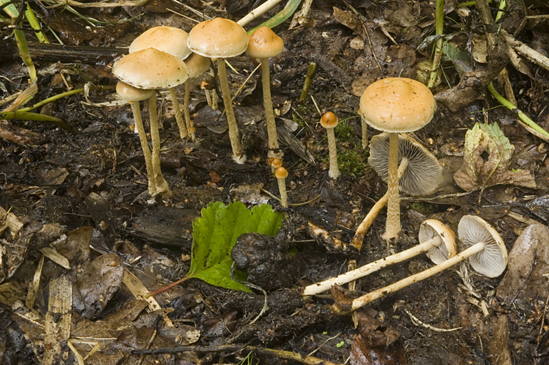 Hypholoma tuberosum (door Nico Dam)