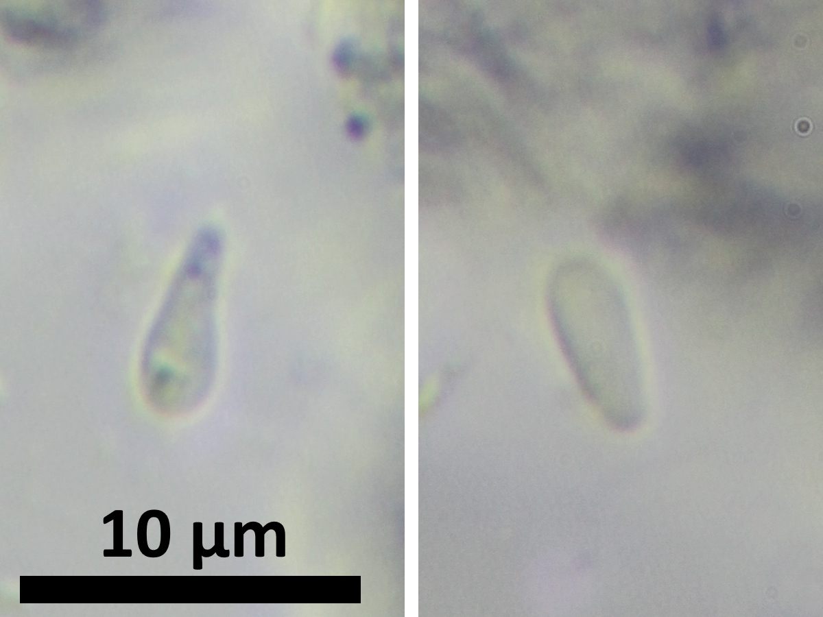 Psilolechia clavulifera (door Henk-Jan van der Kolk)