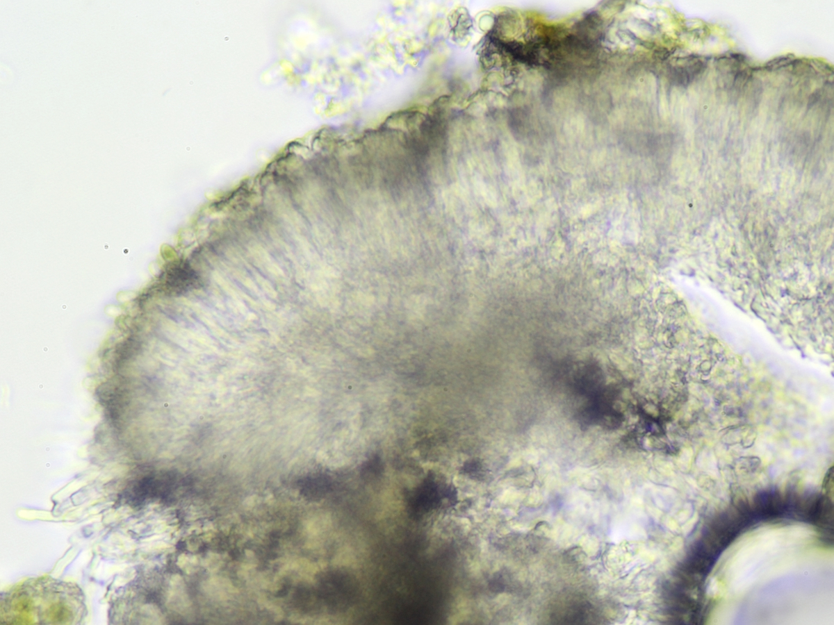 Psilolechia clavulifera (door Henk-Jan van der Kolk)