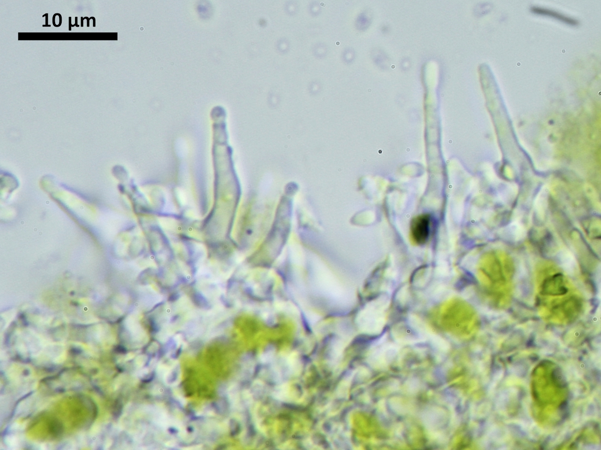 Psilolechia clavulifera (door Henk-Jan van der Kolk)
