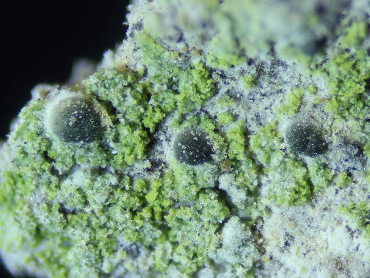 Psilolechia clavulifera (door Henk-Jan van der Kolk)