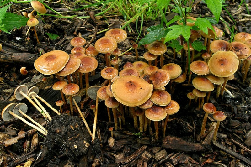 Hypholoma tuberosum (door Henk Huijser)