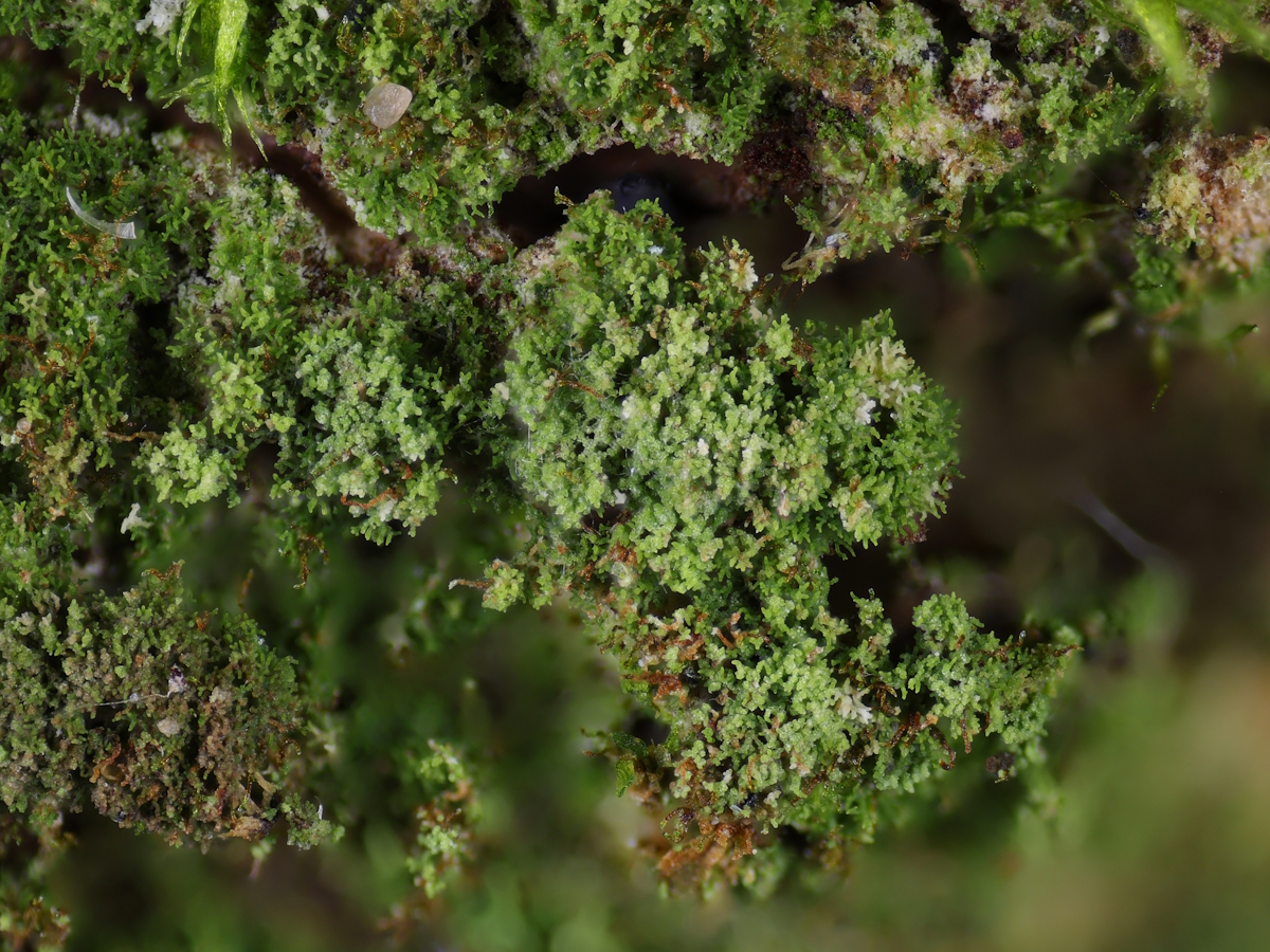Psoroglaena stigonemoides (door Henk-Jan van der Kolk)