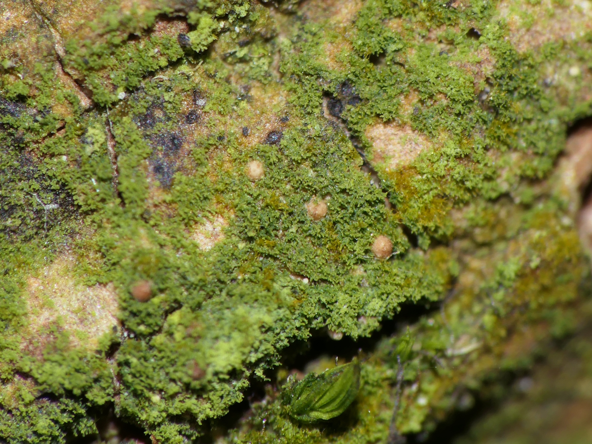 Psoroglaena stigonemoides (door Henk-Jan van der Kolk)