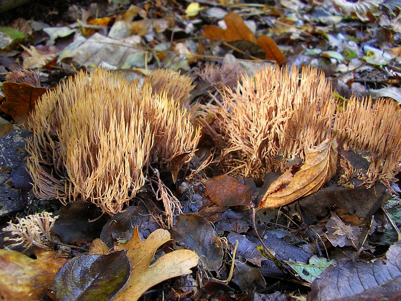 Pterula multifida (door Aldert Gutter)