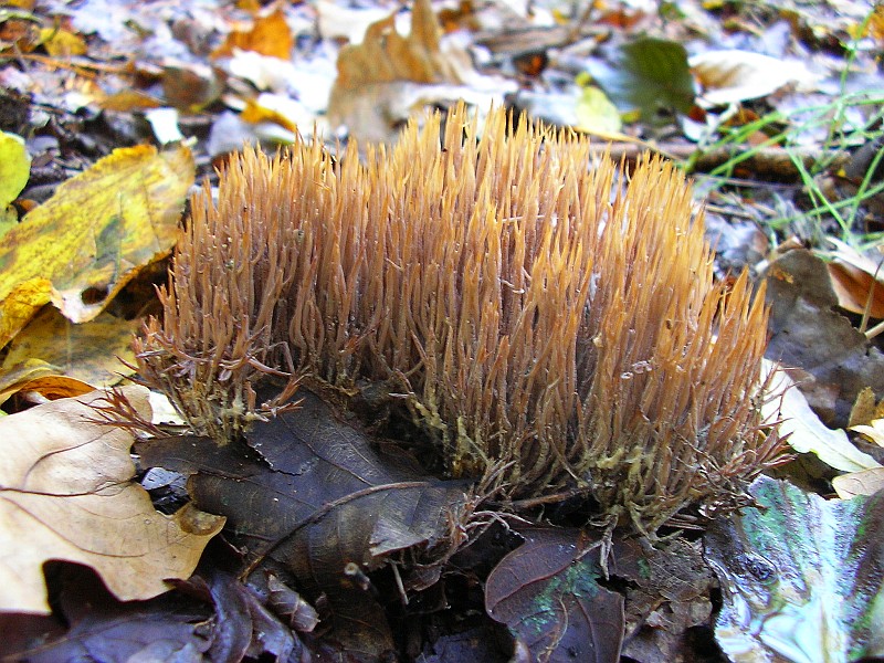 Pterula multifida (door Aldert Gutter)