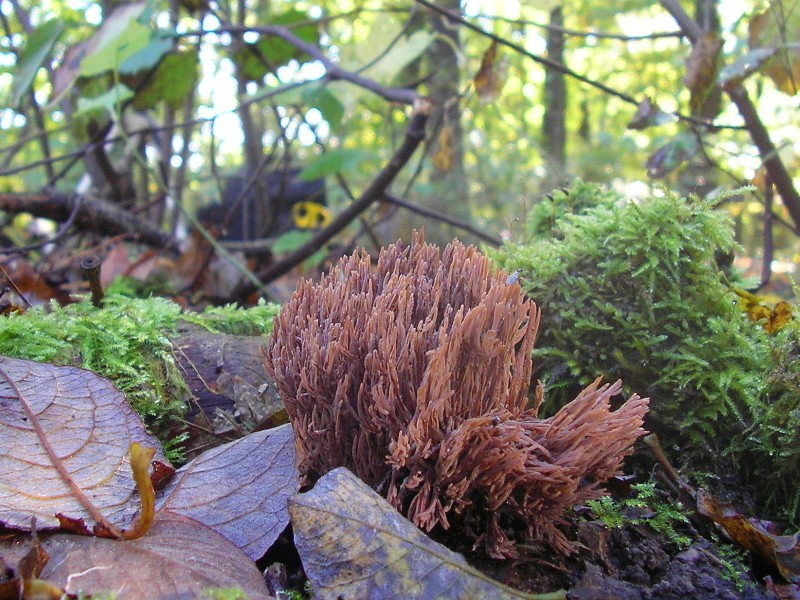 Pterula multifida (door Aldert Gutter)