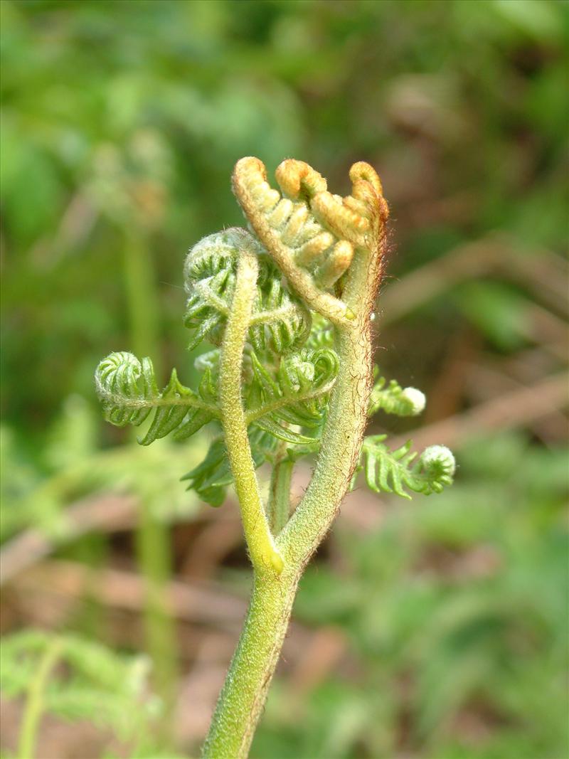 Pteridium aquilinum (door Adrie van Heerden)