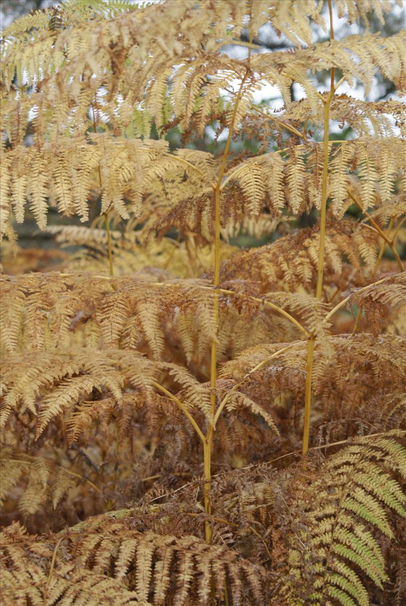 Pteridium aquilinum (door Adrie van Heerden)