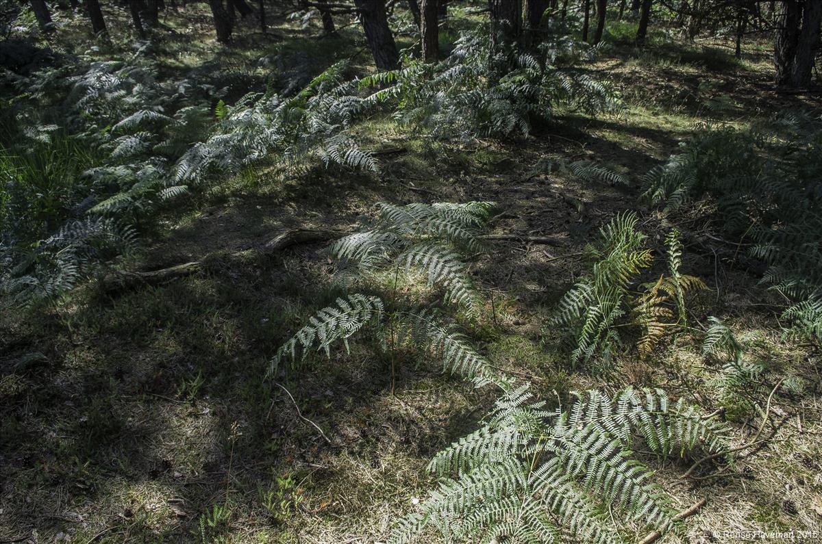 Pteridium aquilinum subsp. pinetorum (door Rense Haveman)