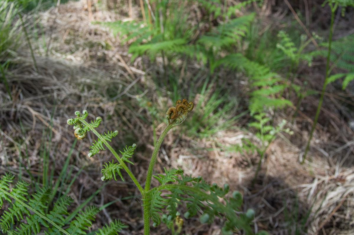 Pteridium aquilinum subsp. pinetorum (door Rense Haveman)