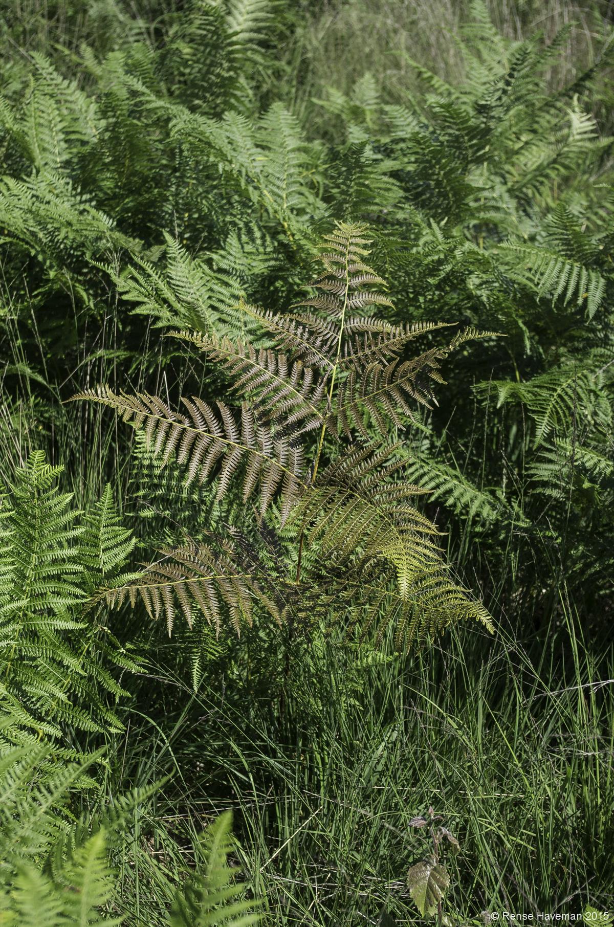 Pteridium aquilinum subsp. pinetorum (door Rense Haveman)