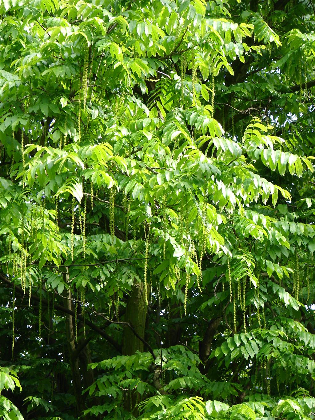 Pterocarya fraxinifolia (door Adrie van Heerden)