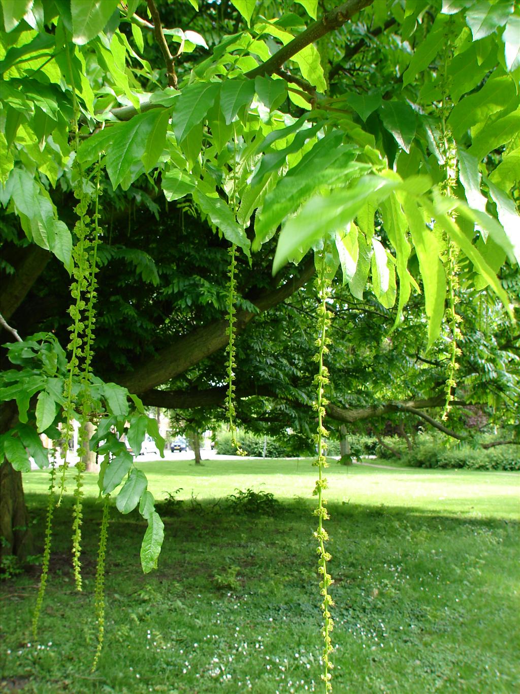 Pterocarya fraxinifolia (door Adrie van Heerden)