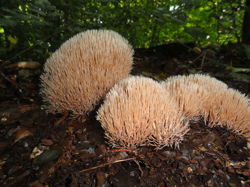 Pterula multifida (door Gert Immerzeel)