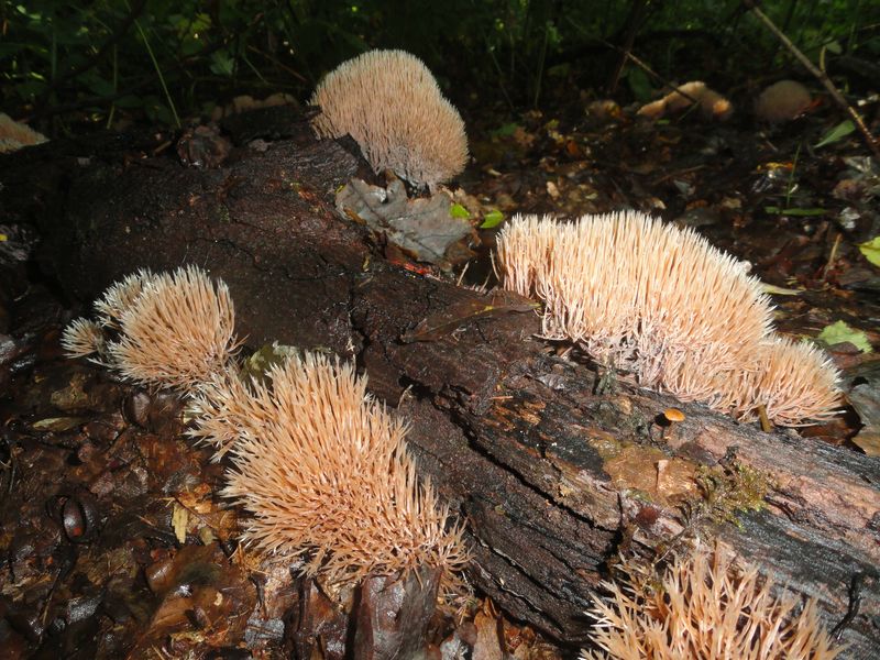 Pterula multifida (door Gert Immerzeel)